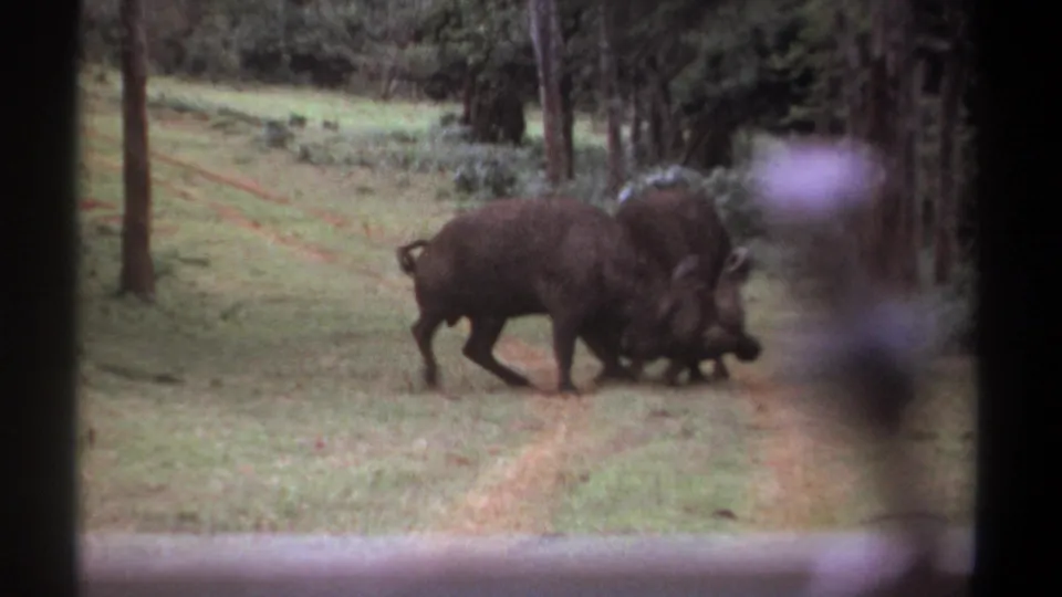The buffalo fight continues in soft 8mm focus, with the animals partly overlapping beside a narrow dirt road in wooded Kenya.