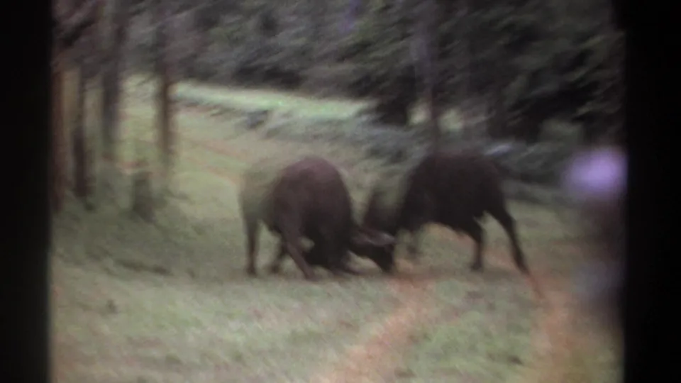A motion-blurred 8mm frame shows two buffalo still pushing head to head on a grassy road through trees in Kenya.