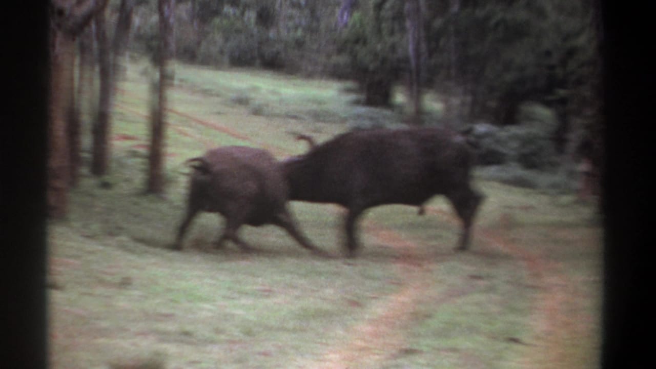 Two Cape buffalo approach each other in a grassy clearing near trees.