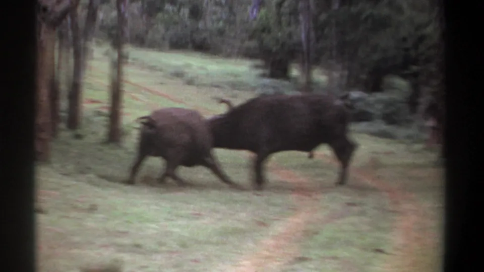 In Kenya 1969 8mm footage, two Cape buffalo face off in a wooded grassy clearing as they begin to engage.