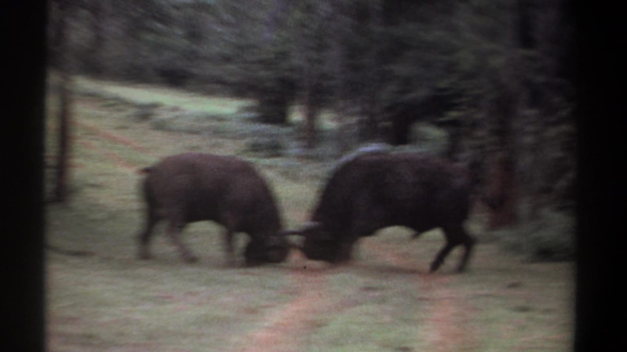 Two Cape buffalo lock horns on grass beside a reddish dirt path.