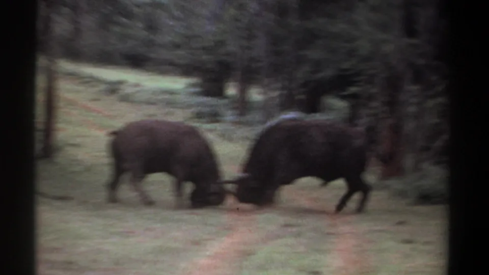 Two Cape buffalo lock horns and push against each other in a wooded Kenyan clearing on 8mm film.