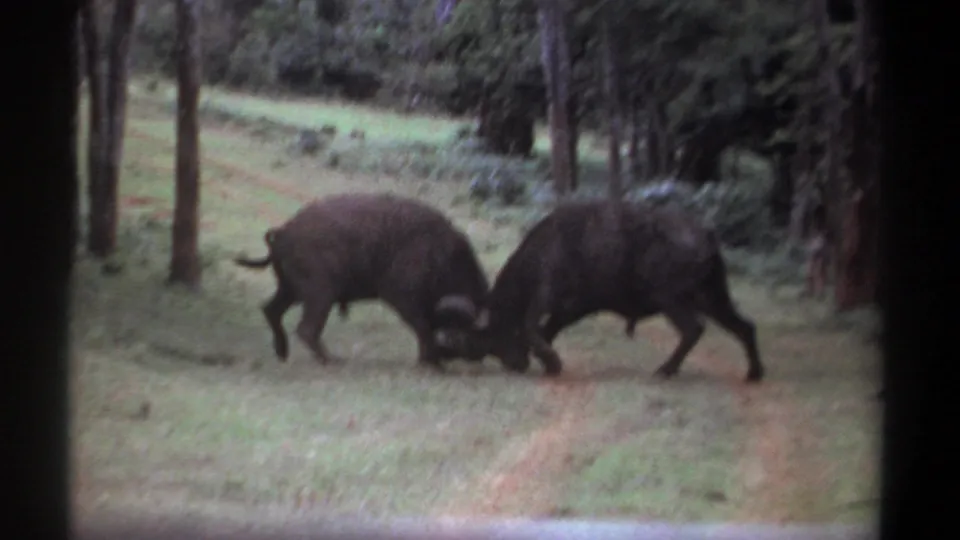 The horn clash continues as the two Cape buffalo brace and push in the grassy clearing.