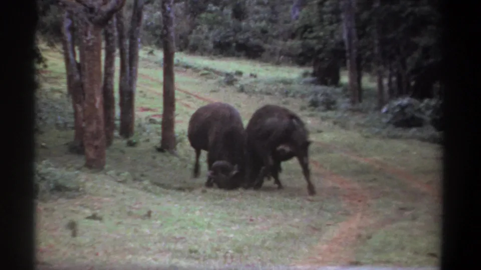 In the final frame, the Cape buffalo remain locked horn to horn near trees and a reddish track in Kenya.