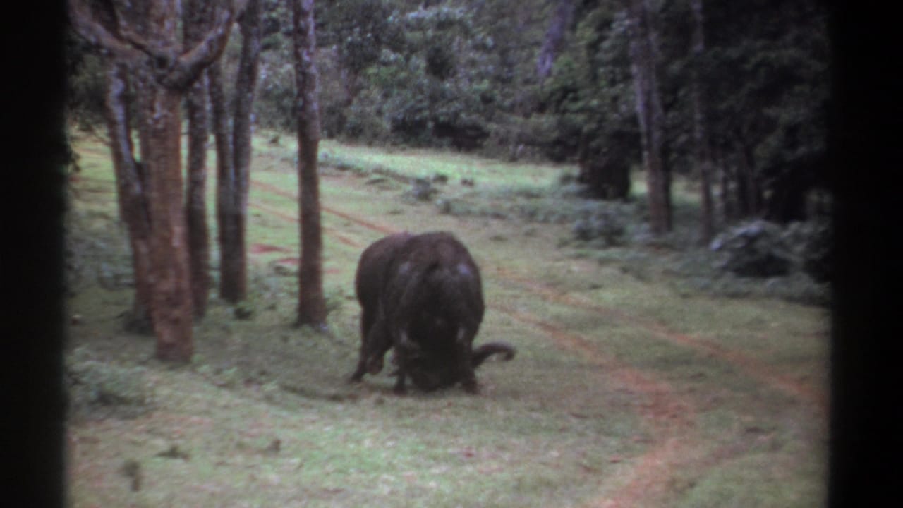 Two Cape buffalo clash in a grassy clearing among trees.