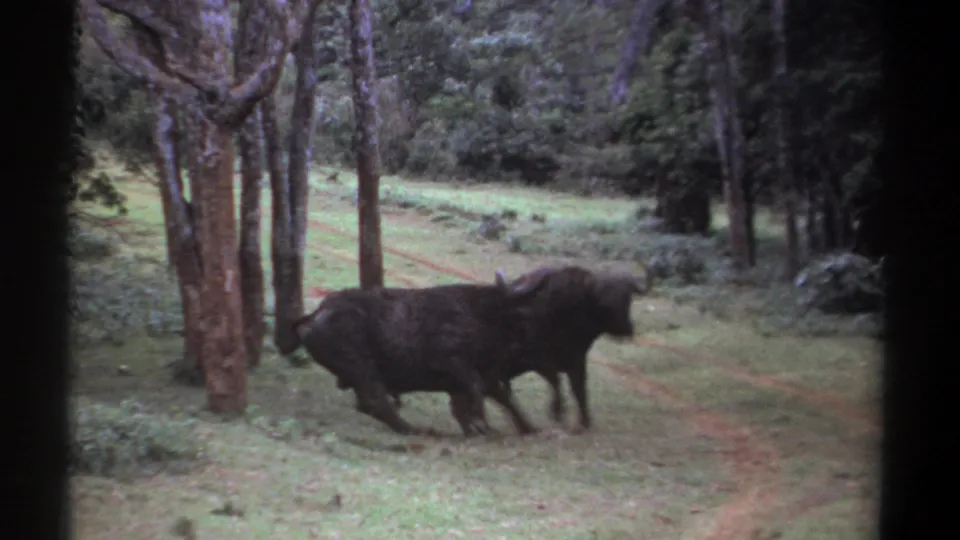 Two Cape buffalo separate and move through a tree-lined clearing in Kenya, filmed on vintage 8mm stock.