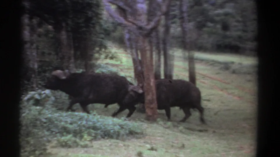 The buffalo continue into a shaded wooded area, with grass and trunks partially obscuring them in the 1969 Kenya footage.