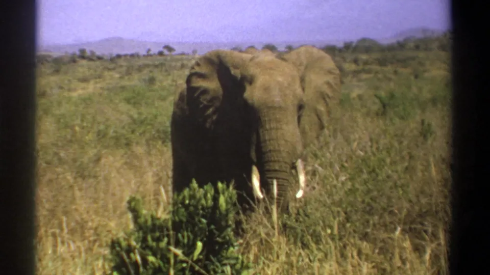 1969 Kenya safari footage showing a tusked elephant in dry savanna grass with low shrubs and hazy hills beyond.