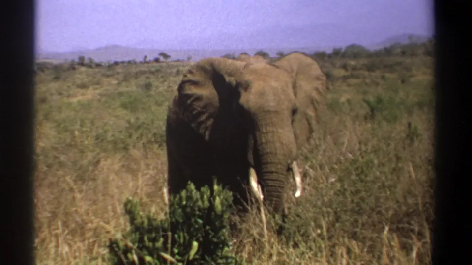 1969 Kenya safari footage with a tusked elephant facing the camera through dark vehicle-frame edges and dry grassland.