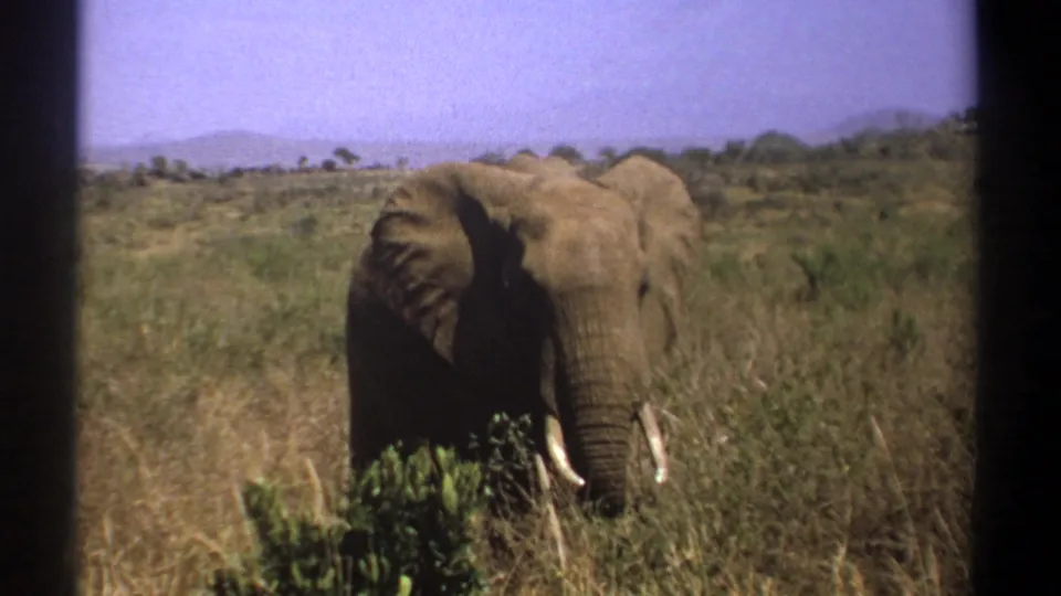 1969 Kenya safari footage showing a tusked elephant in grassland, viewed through dark vehicle-frame edges with hills in the distance.
