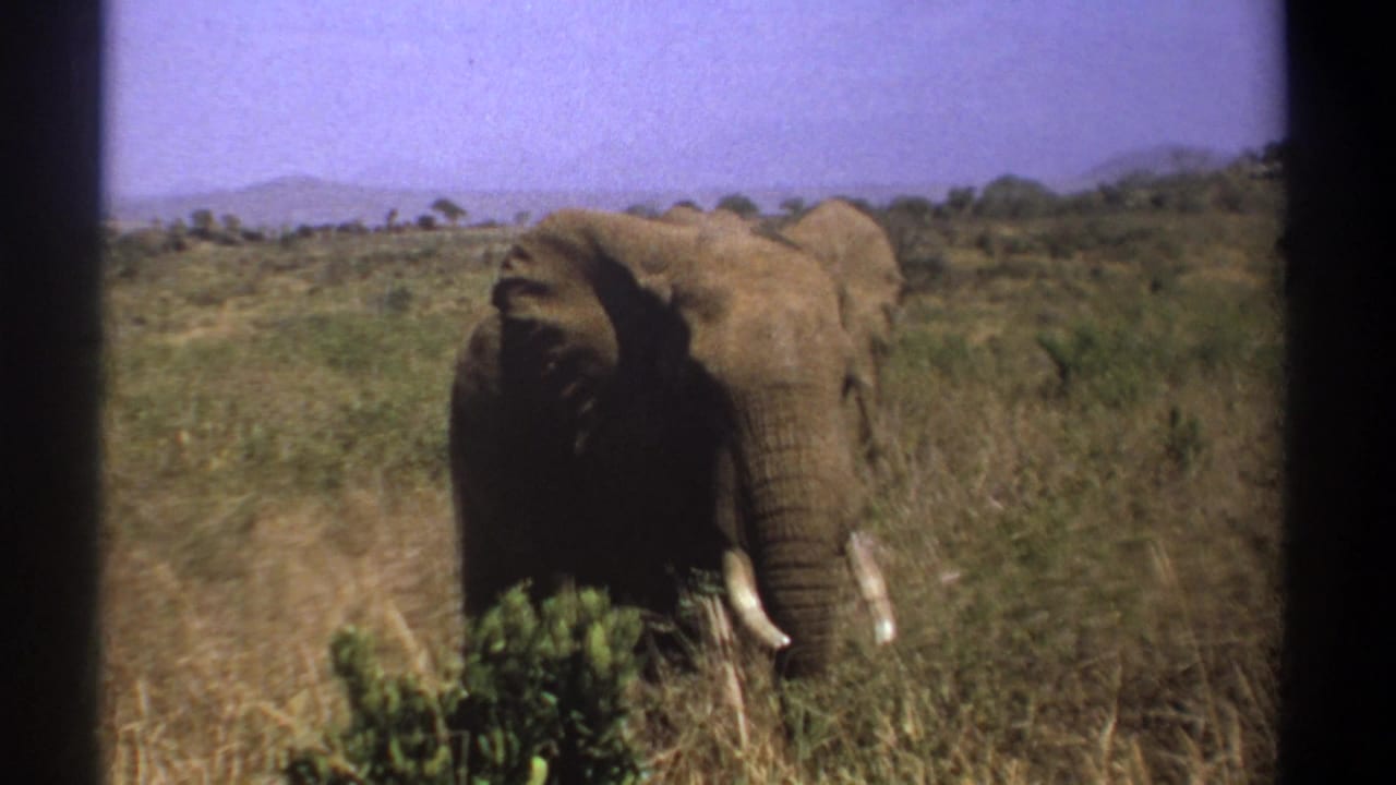 Tusked elephant facing the camera in dry savanna grass with shrubs and distant hills.