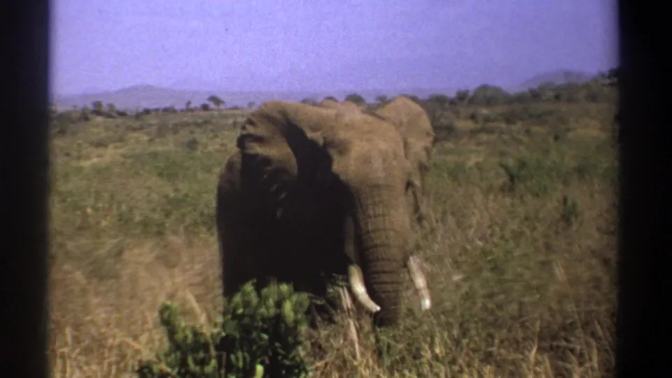 1969 Kenya 8mm frame showing a tusked elephant facing forward in dry grassland beneath a hazy purple-blue sky.