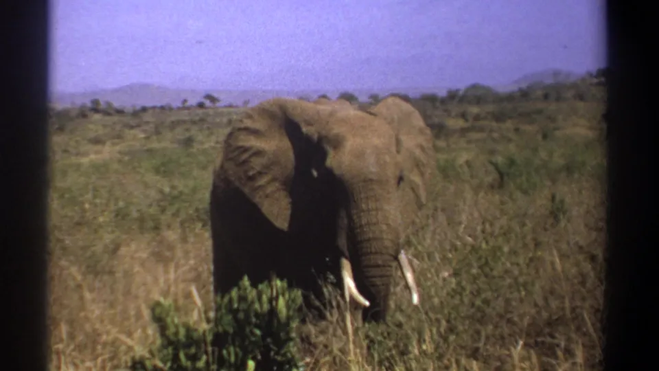 1969 Kenya 8mm frame of an elephant in open savanna, one ear lifted outward as tusks show through the grass.