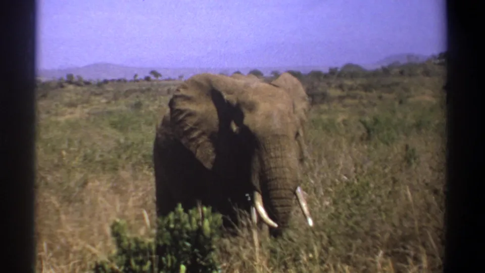 1969 Kenya home-movie frame showing a tusked elephant partly obscured by savanna grass and low green shrubs.