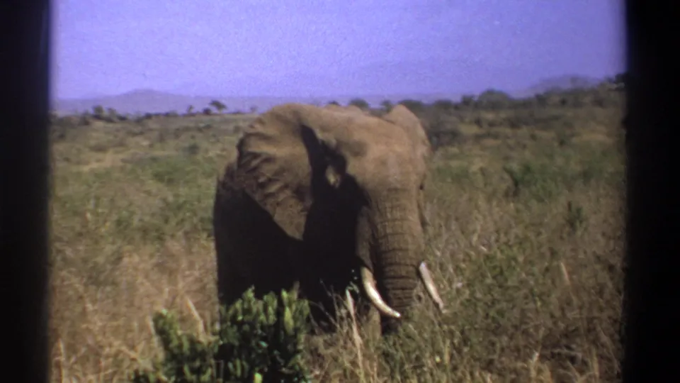 1969 Kenya 8mm frame of an elephant in dry savanna grass, with tusks and a large ear visible against distant hills.