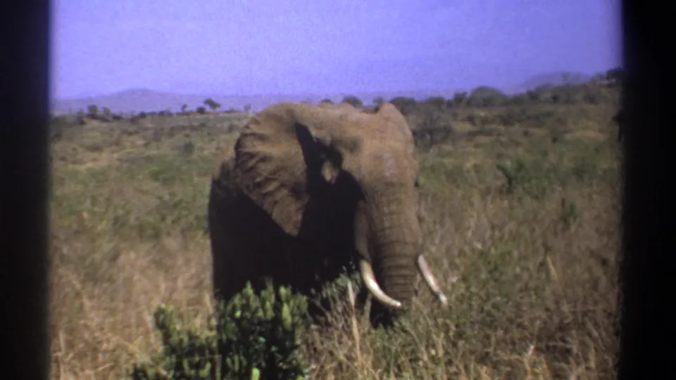1969 Kenya 8mm frame of a tusked elephant facing the camera in tall grass under a blue sky.
