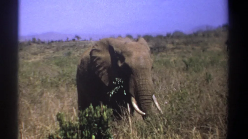 1969 Kenya 8mm frame showing an elephant using its trunk near green foliage in the savanna.