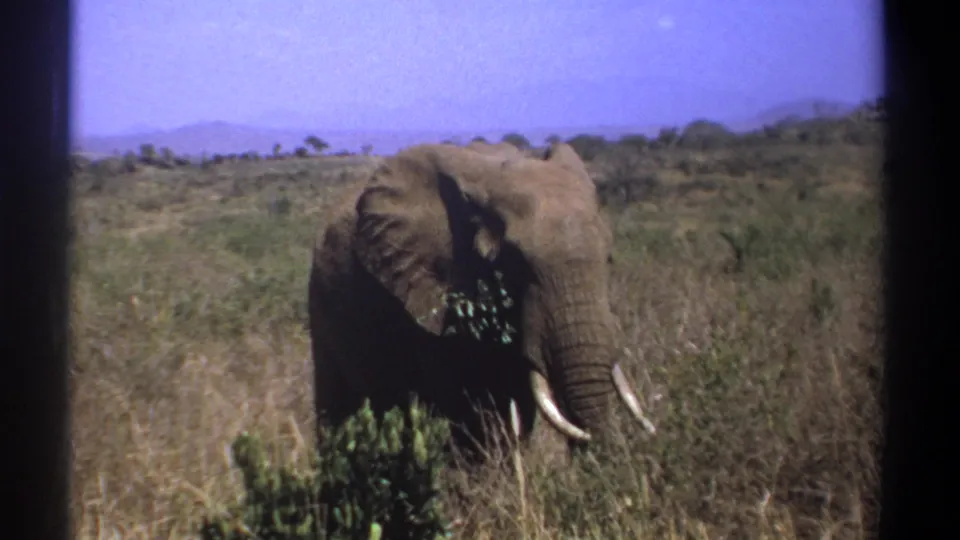 1969 Kenya 8mm frame of a tusked elephant partly obscured by brush while grazing in savanna grass.