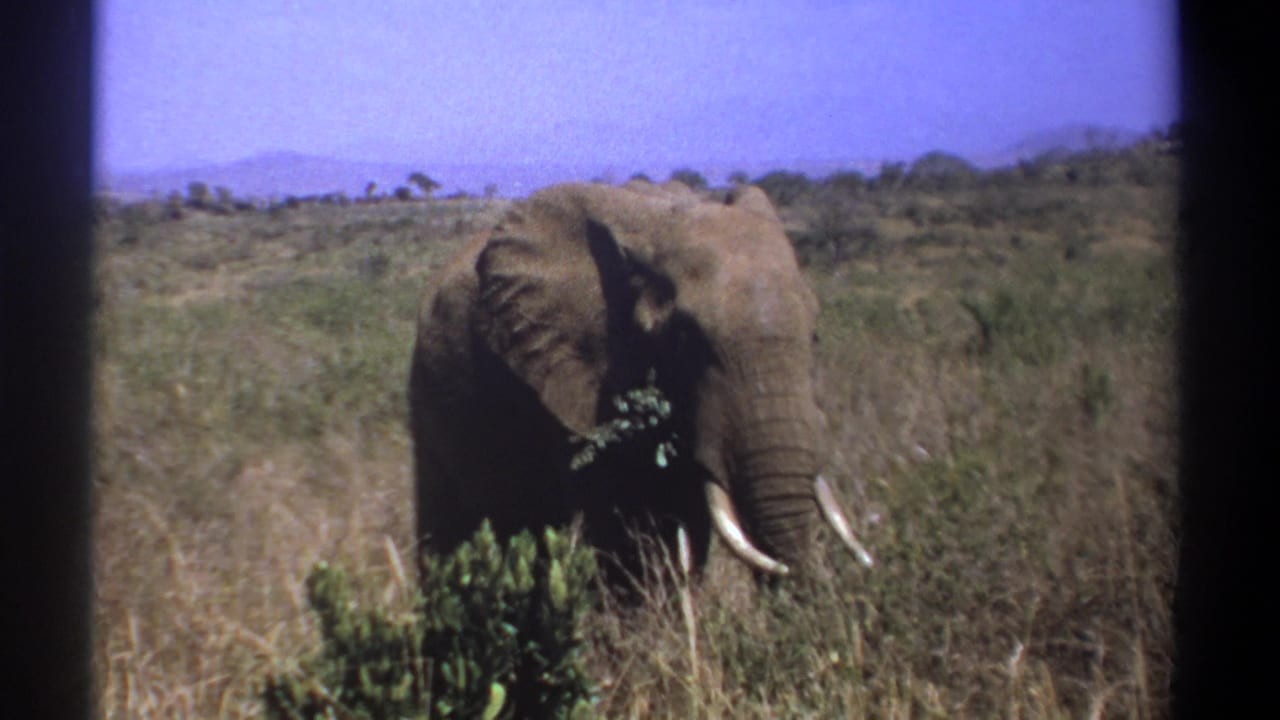 A lone tusked elephant in Kenya stands among tall grass and scrub, feeding with its trunk in 1969 8mm home-movie footage.