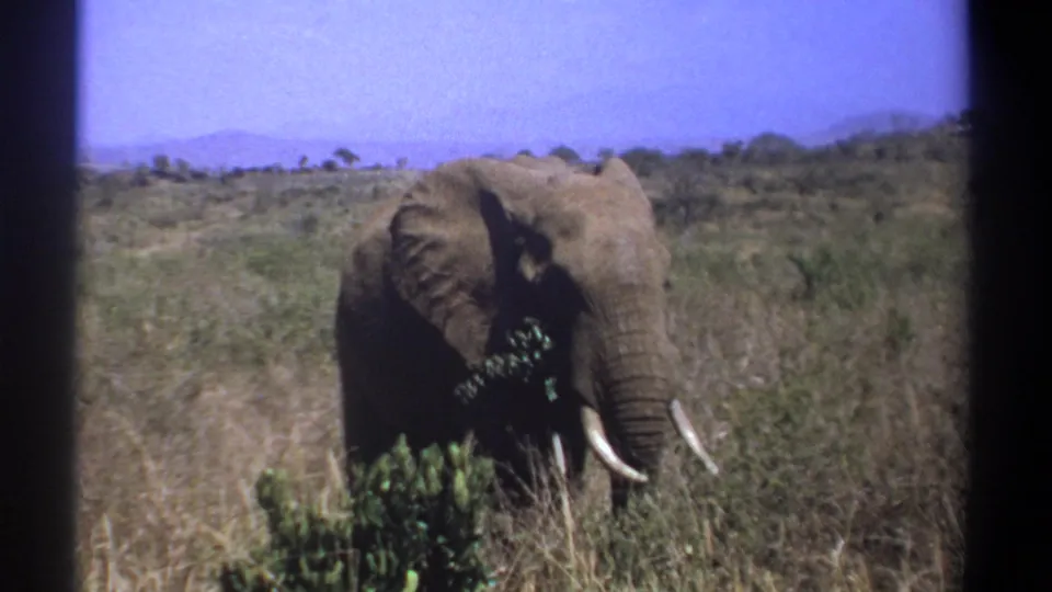 The elephant remains nearly front-facing in the Kenyan grassland, tusks visible as it feeds beside a low shrub.