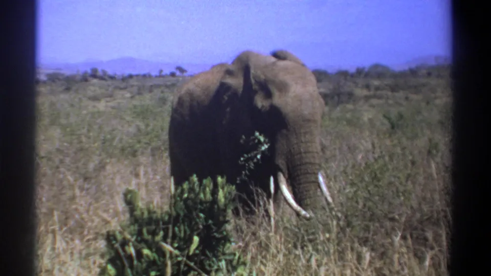 A tusked elephant is partly hidden by tall grass and foreground leaves in vintage 8mm footage from Kenya.
