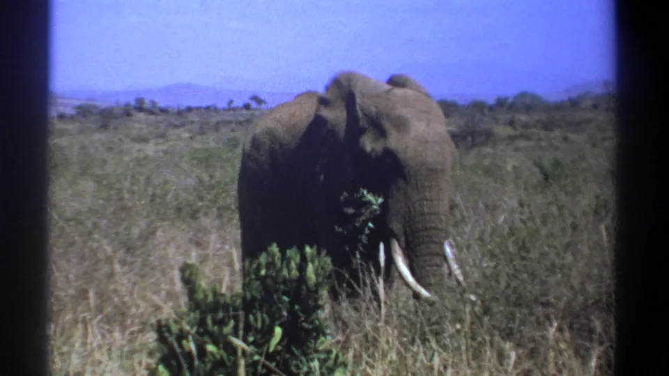The elephant continues grazing in the Kenyan savanna, framed by blue sky, distant hills, and black 8mm film borders.