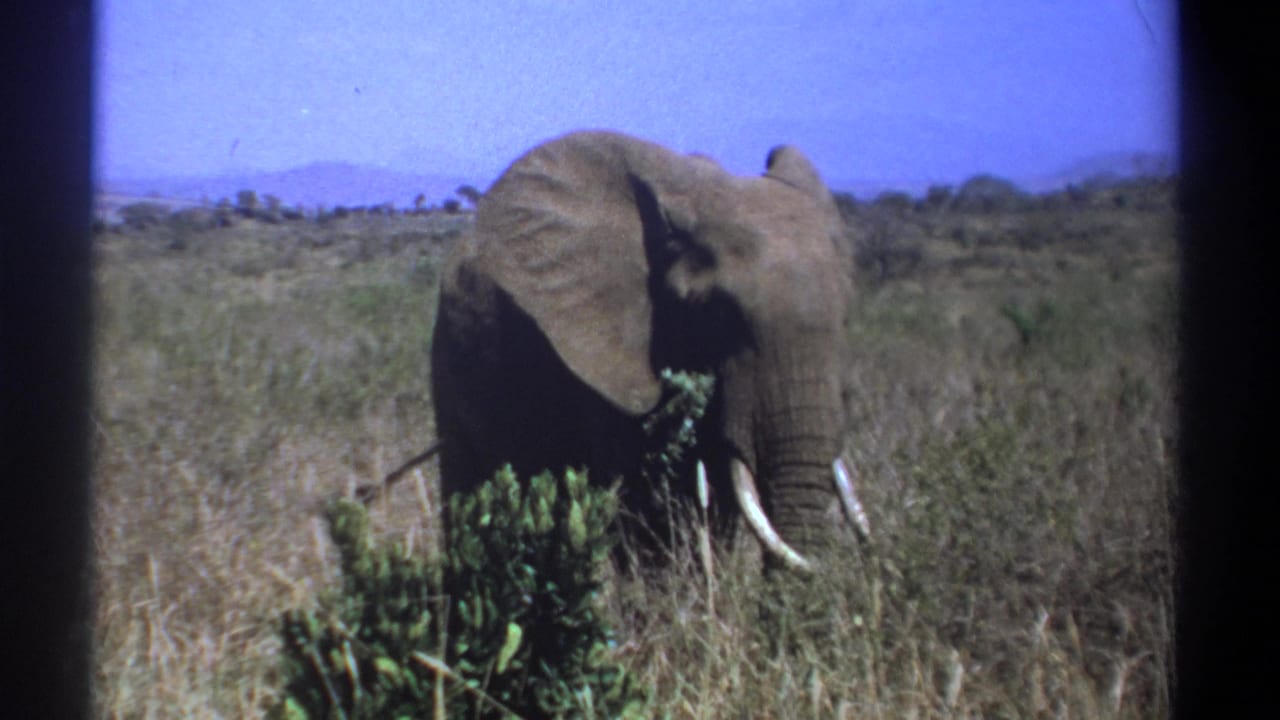 Tusked elephant feeding among dry grass and green bushes under a blue sky.
