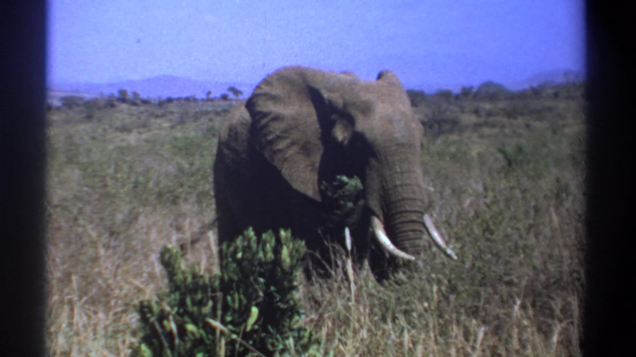 Elephant facing the camera while feeding in tall grass near low bushes.