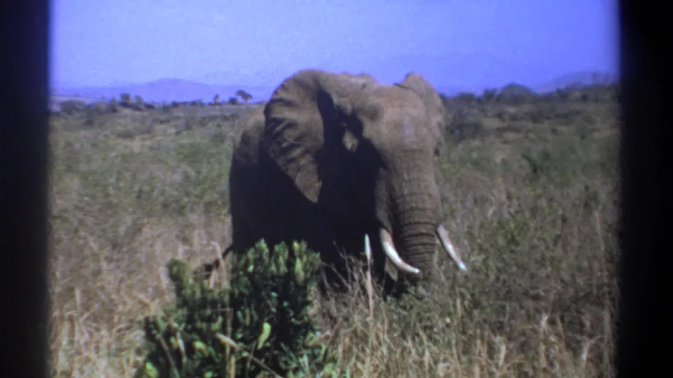 1969 Kenya 8mm frame showing a tusked elephant in dry bushland, partly shaded, with one ear open.