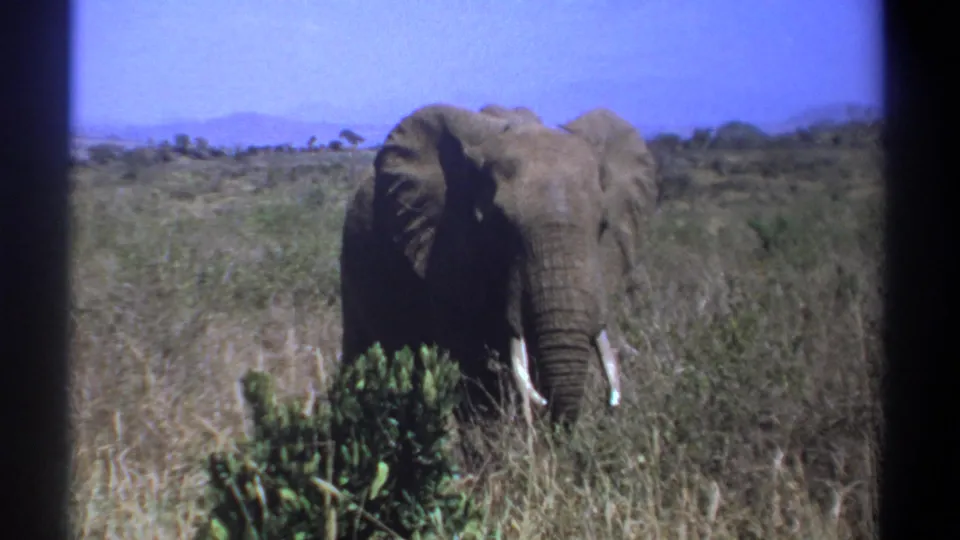 1969 Kenya 8mm frame of a tusked elephant feeding in open savanna with bushes, distant trees, and film-frame borders.