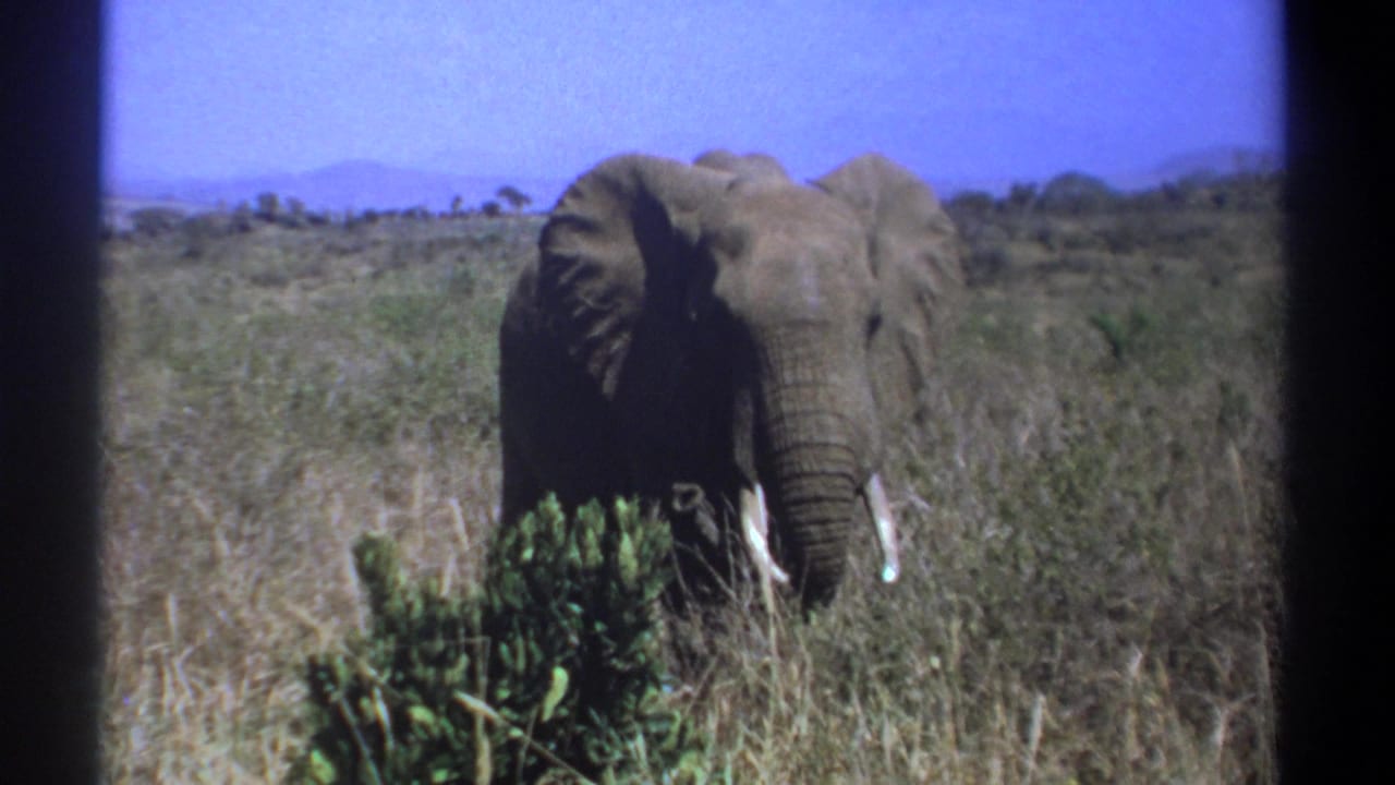 Lone elephant facing the camera in tall savanna grass with shrubs and distant hills.