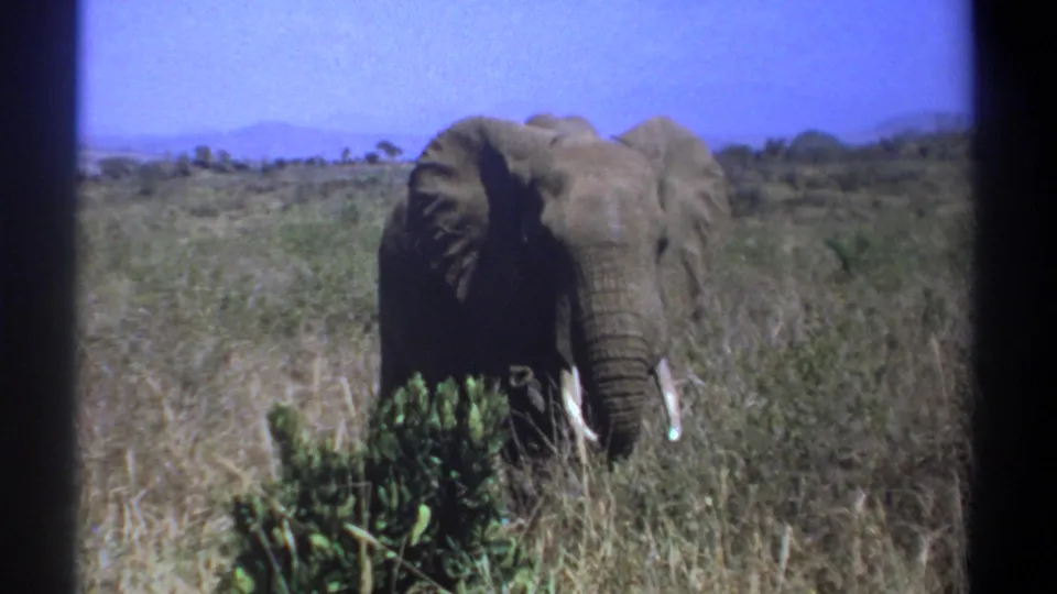 1969 Kenya 8mm frame of a lone elephant facing the camera in dry grass, with white tusks, low shrubs, blue sky, and distant hills.