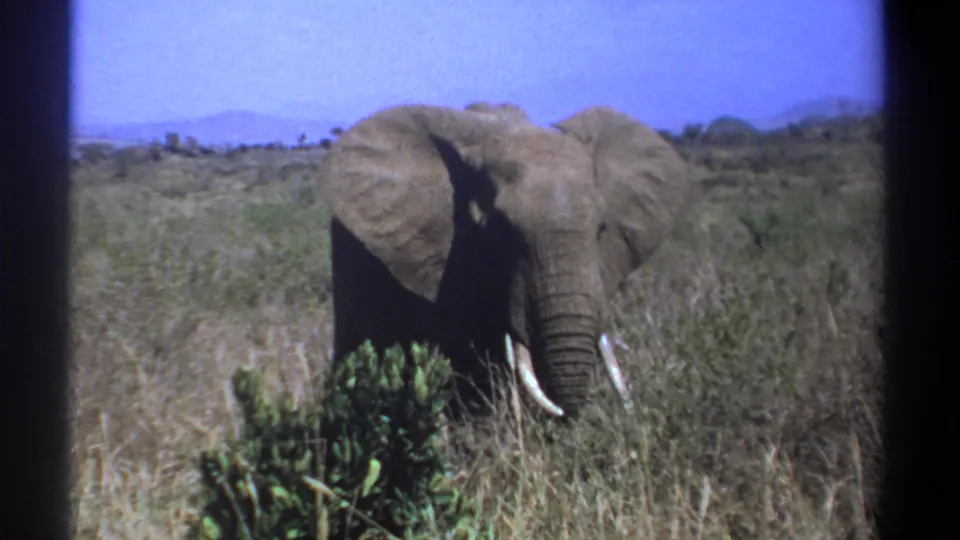 1969 Kenya 8mm frame showing a front-facing elephant with tusks, partly screened by green shrub growth in open savanna grass.