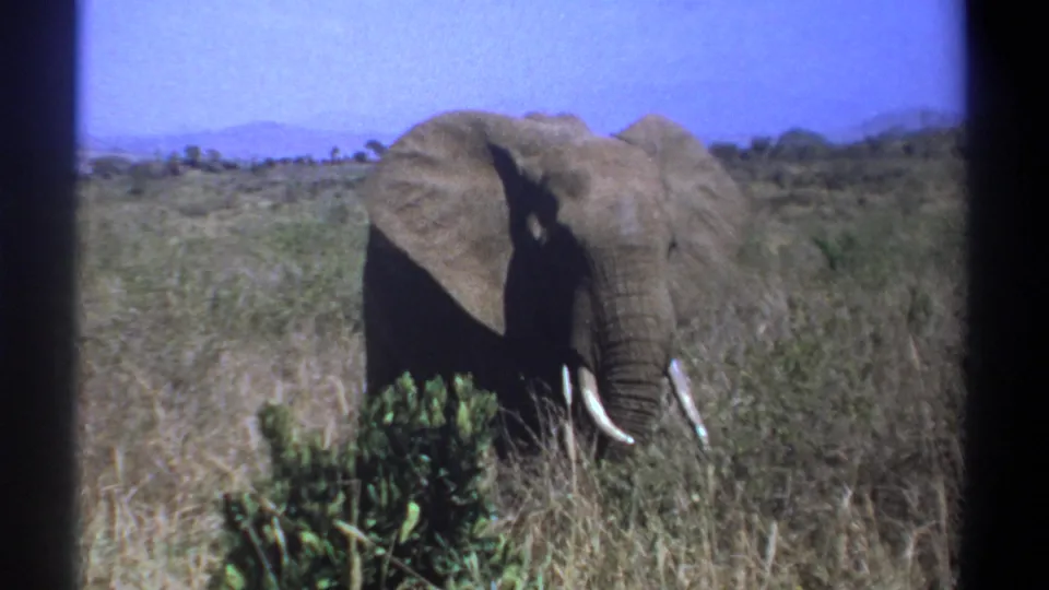 1969 Kenya 8mm frame of a lone elephant in tall savanna grass, with one broad ear, visible tusks, green shrub, and distant hills.
