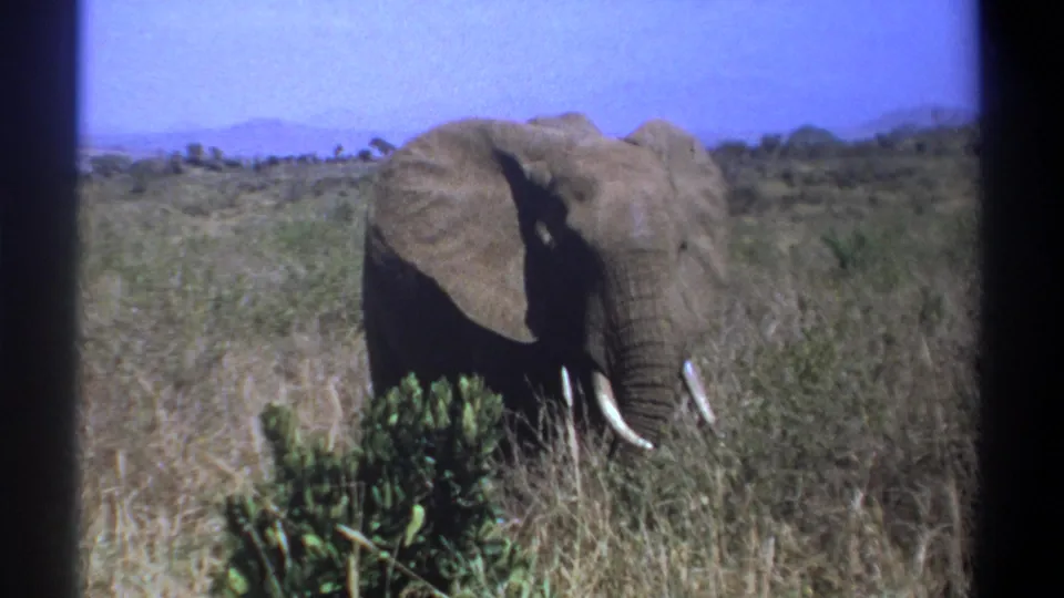 1969 Kenya 8mm frame showing the elephant still facing near the camera, surrounded by dry grass, low shrubs, blue sky, and distant hills.
