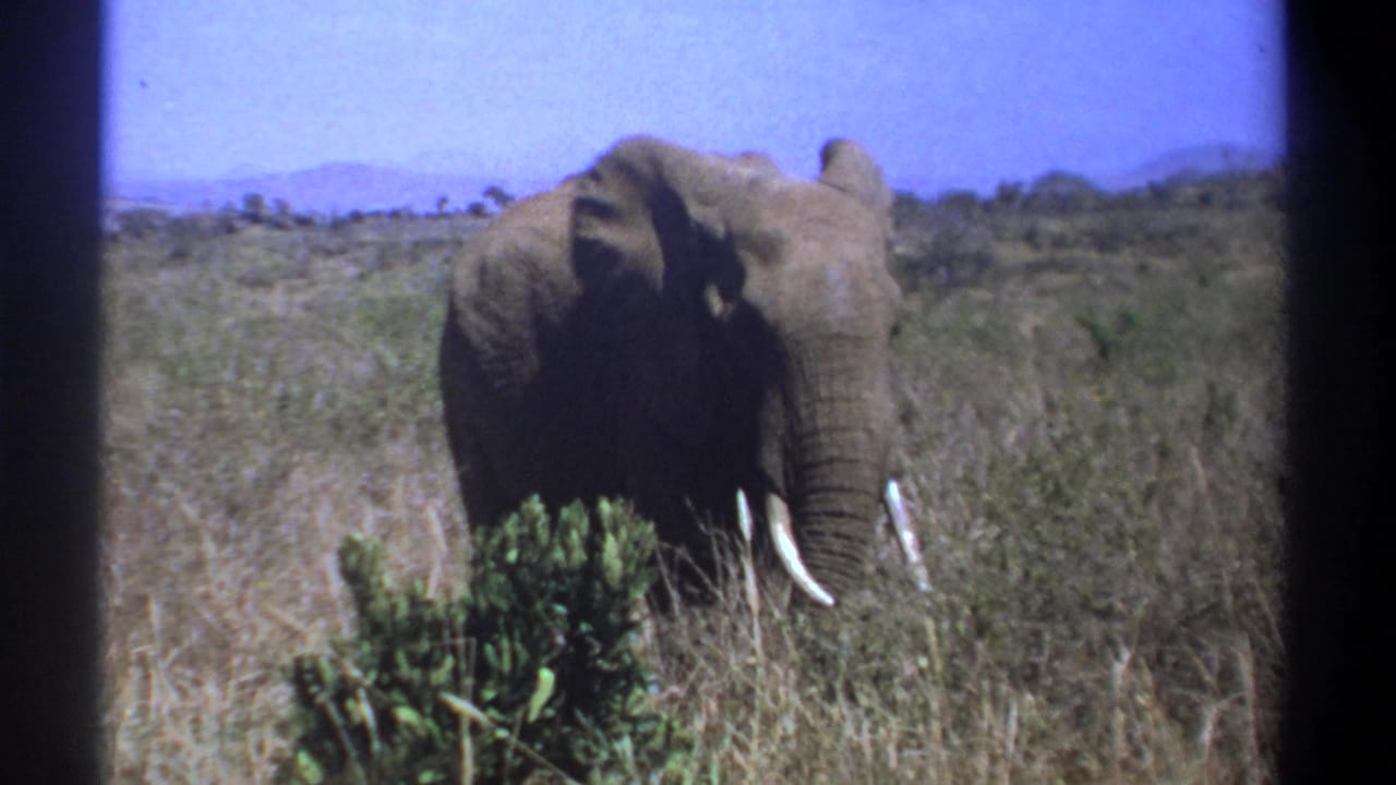 Elephant standing in tall grass with distant hills and blue sky.