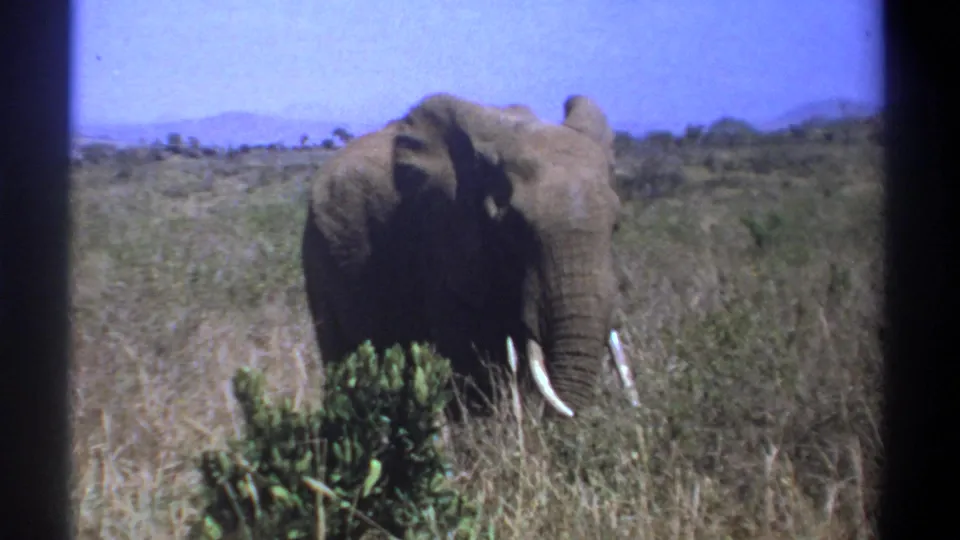 1969 Kenya 8mm frame showing an elephant in tall dry grass, partly framed by dark film edges and distant low hills.