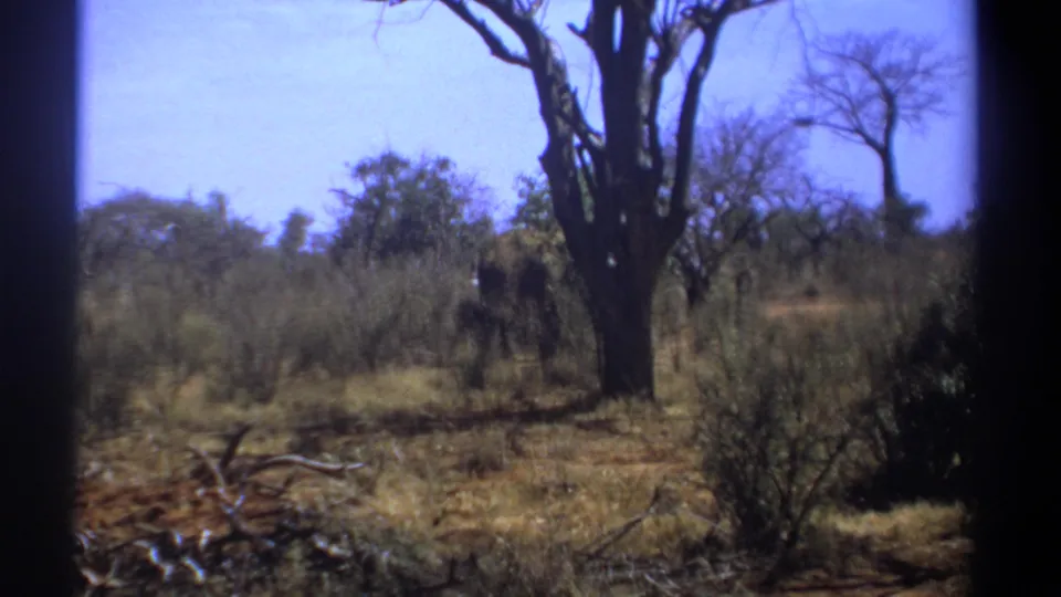 1969 Kenya 8mm frame showing dry scrubland, a large tree, and an elephant partly obscured in the distance.