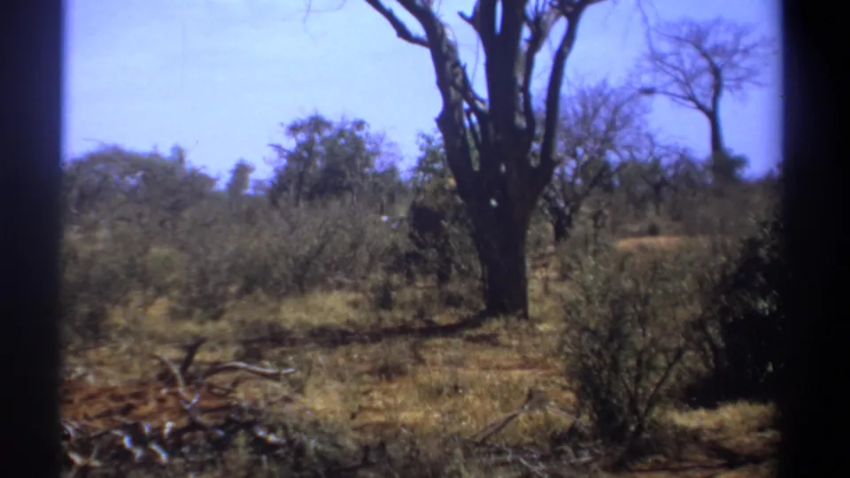 1969 Kenya 8mm frame showing a scrubby savanna view with the elephant partly concealed near trees and brush.