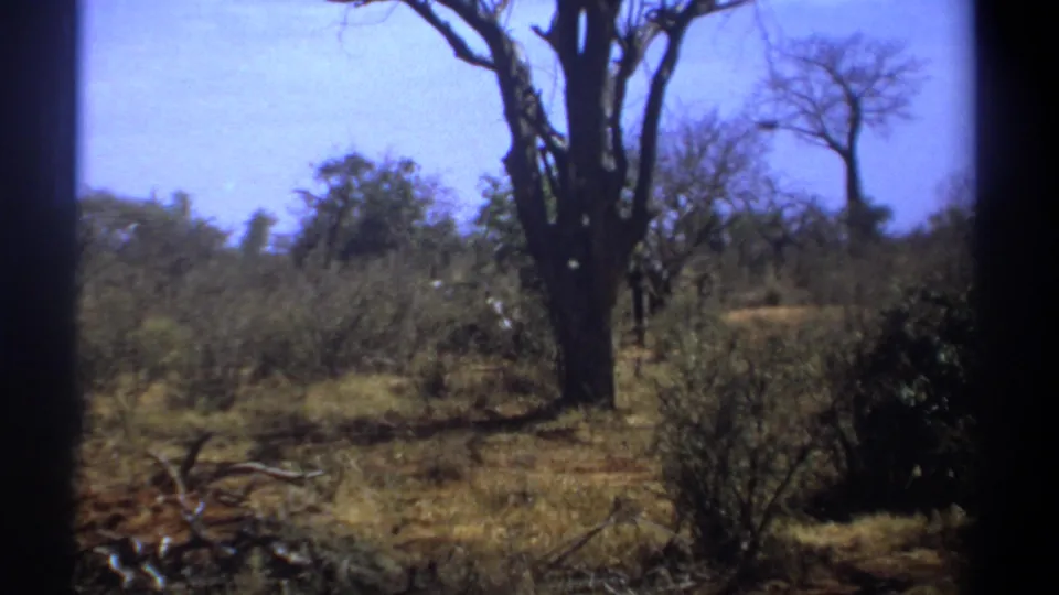 1969 Kenya 8mm frame showing dry savanna trees and brush after the elephant has moved mostly out of clear view.
