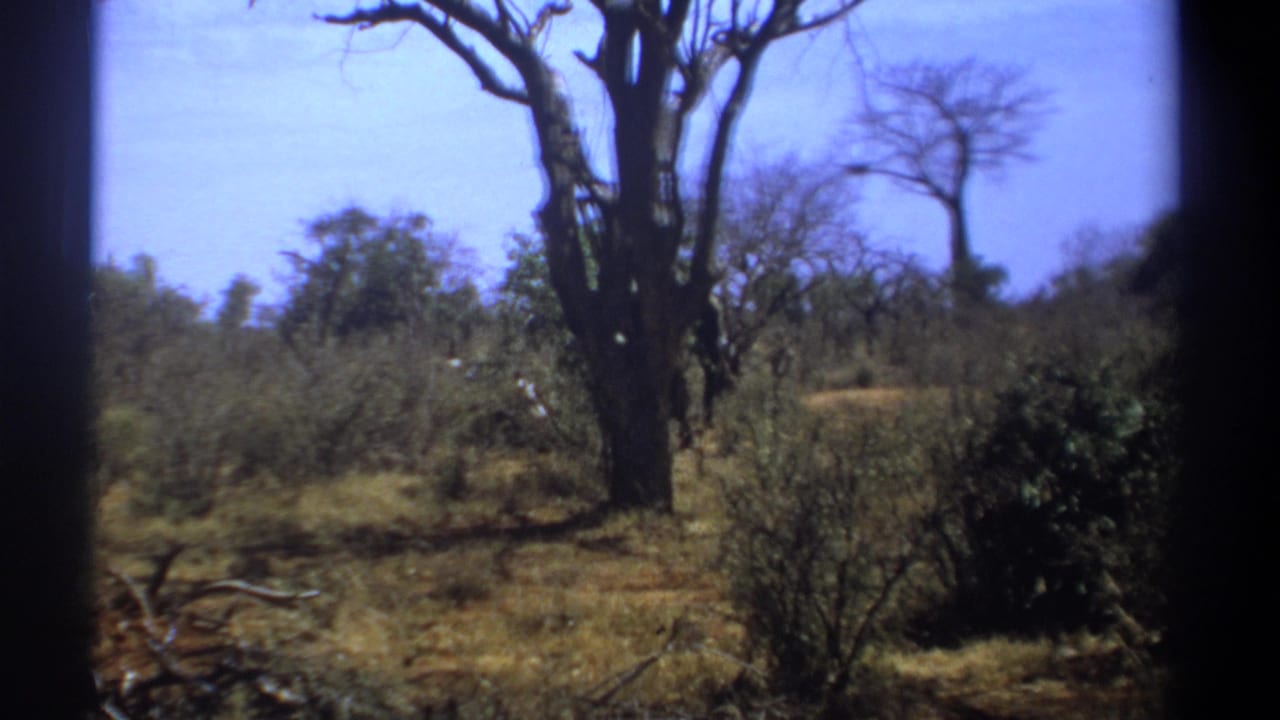 Dry savanna with a leafless tree, shrubs, and part of an elephant behind the trunk.