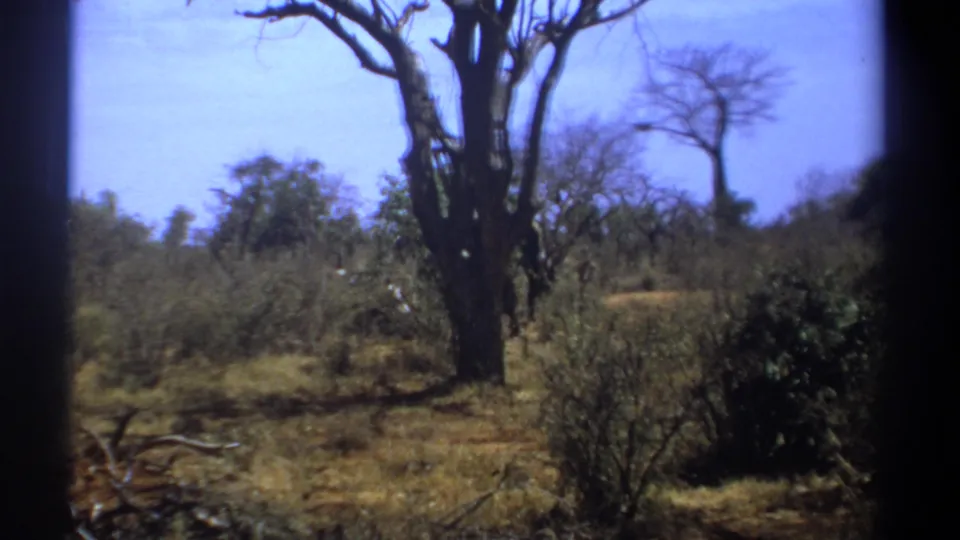 Kenya 1969 8mm frame showing dry bushland with a leafless tree and an elephant partly hidden behind the trunk.