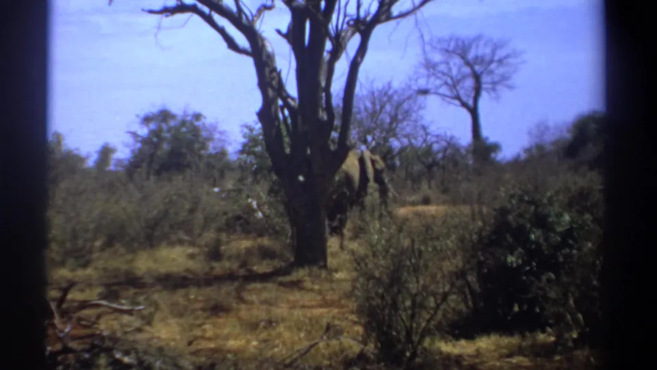 Kenya 1969 8mm frame with an elephant emerging behind a large tree amid dry grass, shrubs, and bright sky.