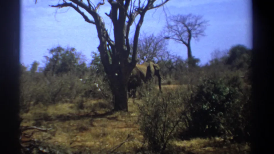 Kenya 1969 8mm frame showing an elephant walking near a leafless tree with scrub and dry grass in the foreground.