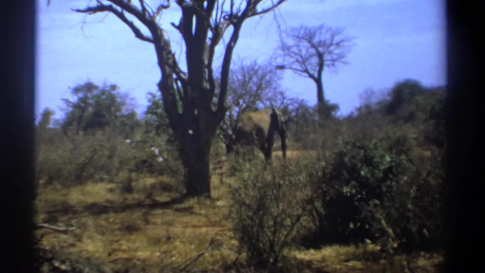 Kenya 1969 8mm frame with an elephant standing or walking beside a tree in dry savanna vegetation.
