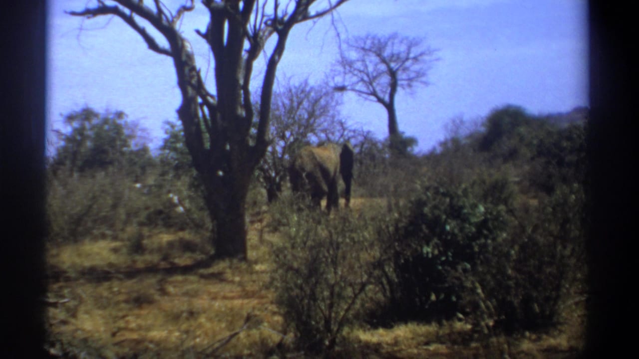 Adult and smaller elephant walking away among dry shrubs and trees.