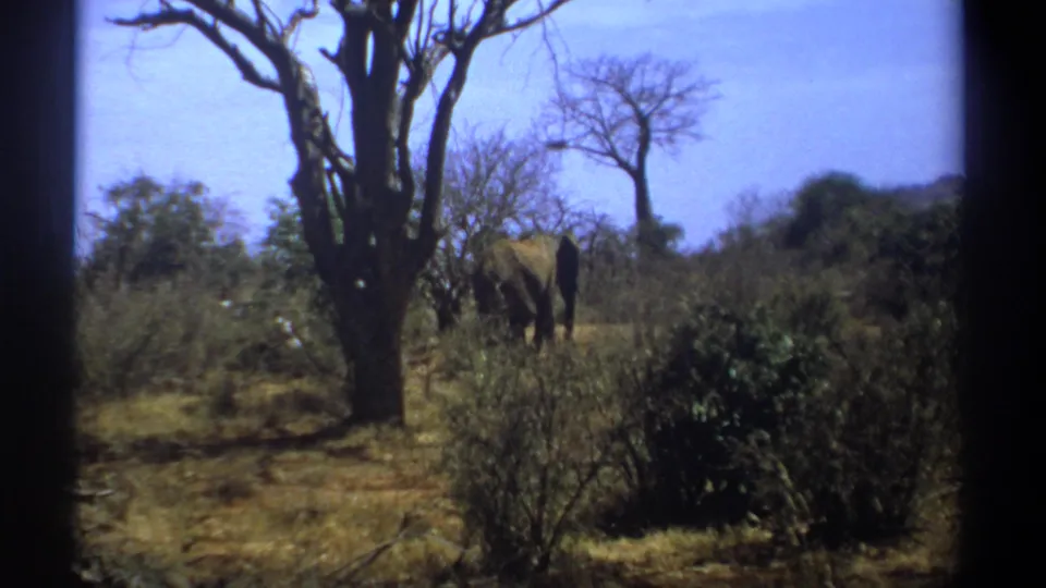 1969 Kenya 8mm frame showing an adult elephant and smaller elephant moving away through sparse savanna brush.