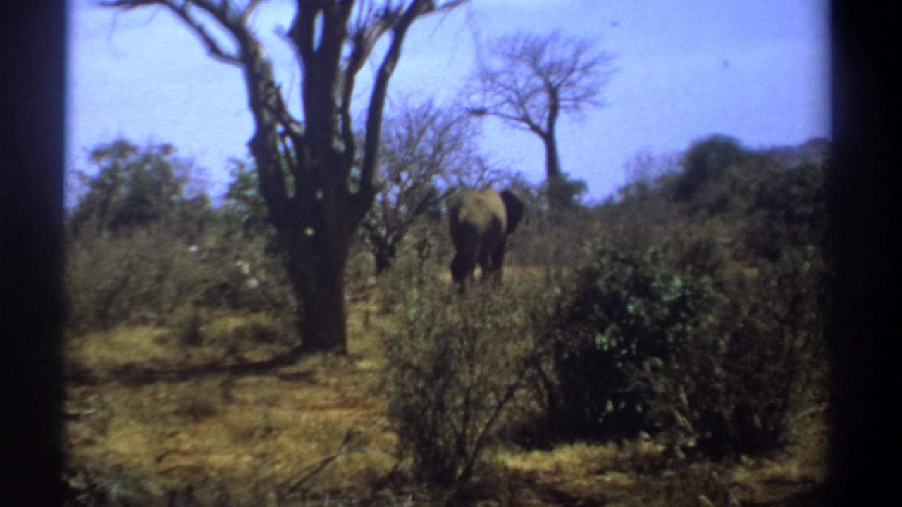 Elephants receding behind shrubs near bare trees in open savanna.