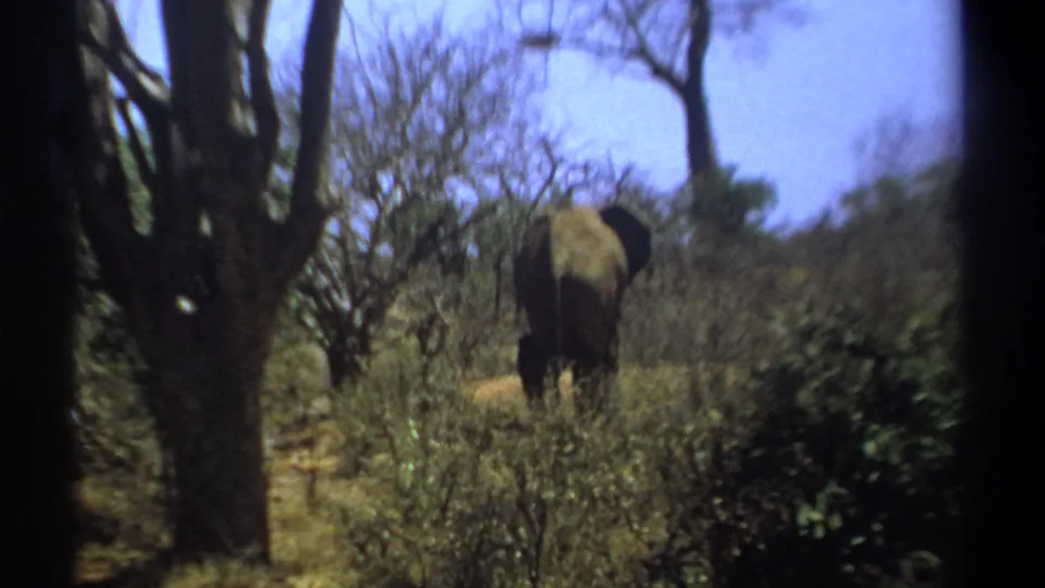 1969 Kenya 8mm frame showing the elephants farther away, partly hidden by brush and a foreground tree.