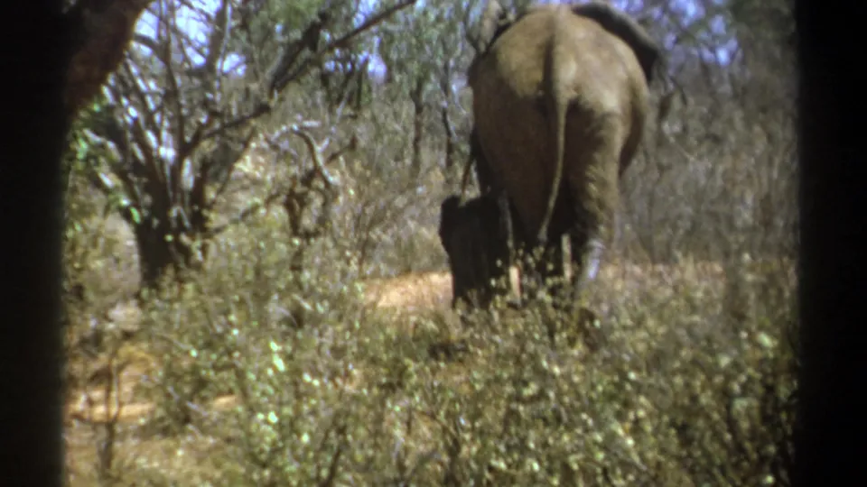 1969 Kenya frame with a closer rear view of an adult elephant moving through pale dry brush and trees.